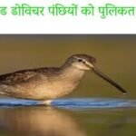 LONG BUILD DOWITCHER