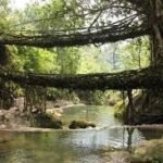 LIVING ROOT BRIDGE-MEGHALAYA