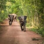 12 अगस्त विश्व हाथी दिवस (World Elephant Day)