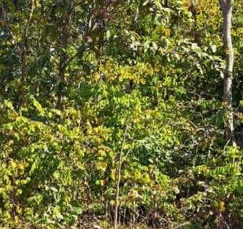 भारत में क्षतिपूरक वनीकरण