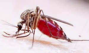 IOBW सूचकांक