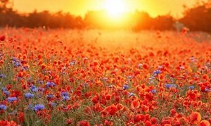 ग्रीष्म संक्रांति