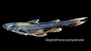 ग्लाइप्टोथोरैक्स पुण्यब्रताई