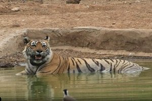 सरिस्का टाइगर रिजर्व