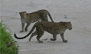 बन्नेरघट्टा जैविक उद्यान