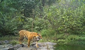 अमराबाद टाइगर रिजर्व