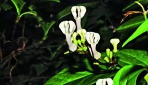 सेरोपेगिया शिवरायियाना