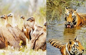 एतुरूनगरम वन्यजीव अभयारण्य