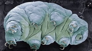 वाटर बियर