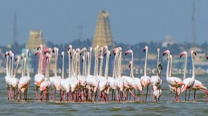 ग्रेटर फ्लेमिंगो अभयारण्य