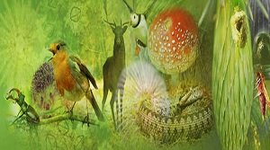 DToL परियोजना