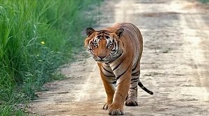 पीलीभीत टाइगर रिजर्व