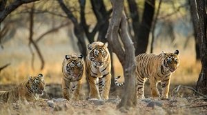 बीआरटी टाइगर रिजर्व