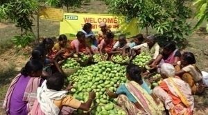 महिला सहकारिता योजना