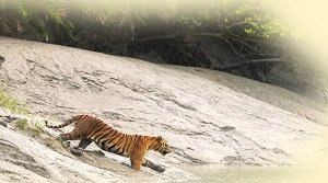 सुंदरवन टाइगर रिजर्व