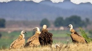 गिद्ध नेटवर्क पोर्टल