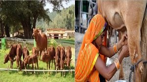 भारत के डेयरी क्षेत्र में रुझान
