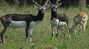 बरनवापारा वन्यजीव अभयारण्य