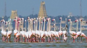 ग्रेटर फ्लेमिंगो अभयारण्य