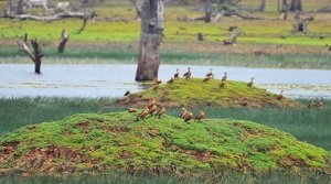 नौरादेही वन्यजीव अभयारण्य