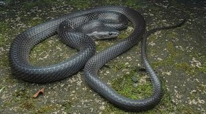 लाइकोडोन इरविनी