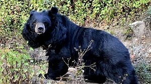 हिमालयन काला भालू