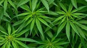 औद्योगिक भांग