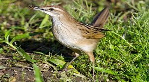 चपराला वाइल्डलाइफ़ सैंक्चुअरी