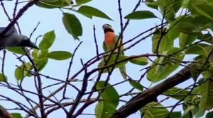 लाल छाती वाला तोता