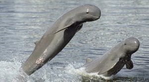 इरावदी डॉल्फिन