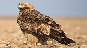 ईस्टर्न इंपीरियल ईगल