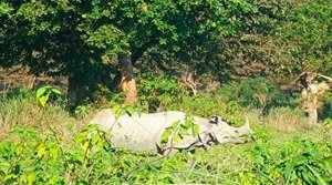 काजीरंगा नेशनल पार्क