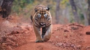 ताडोबा अंधारी टाइगर रिज़र्व