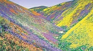 फूलों की घाटी नेशनल पार्क