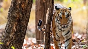 बोर टाइगर रिज़र्व