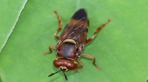 मेटाडॉन रीमेरी