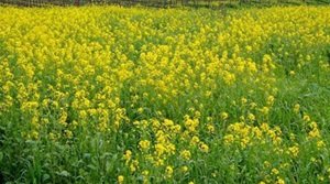 सरसों की फसल