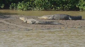 सिमिलिपाल नेशनल पार्क