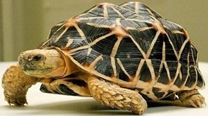 इंडियन स्टार टॉरटॉइज़