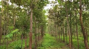 भारतीय चंदन