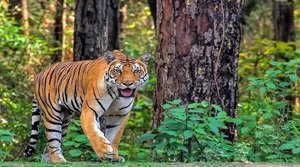 कान्हा टाइगर रिज़र्व