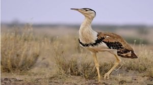 ग्रेट इंडियन बस्टर्ड