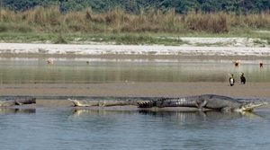 राष्ट्रीय चंबल अभयारण्य