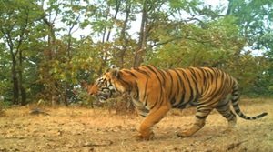 उदंती-सीतानदी टाइगर रिजर्व