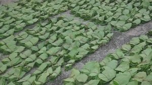 केंदू पत्ता