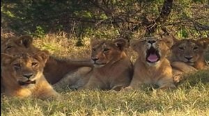 गिरनार वन्यजीव अभयारण्य