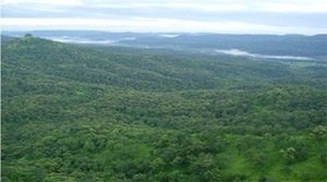 भारतीय गिद्ध