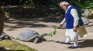अल्डाब्रा कछुआ