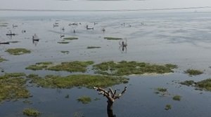 सुरहा ताल