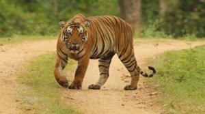 दुधवा टाइगर रिज़र्व